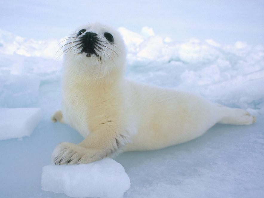 Angelic-White-Baby-Seal