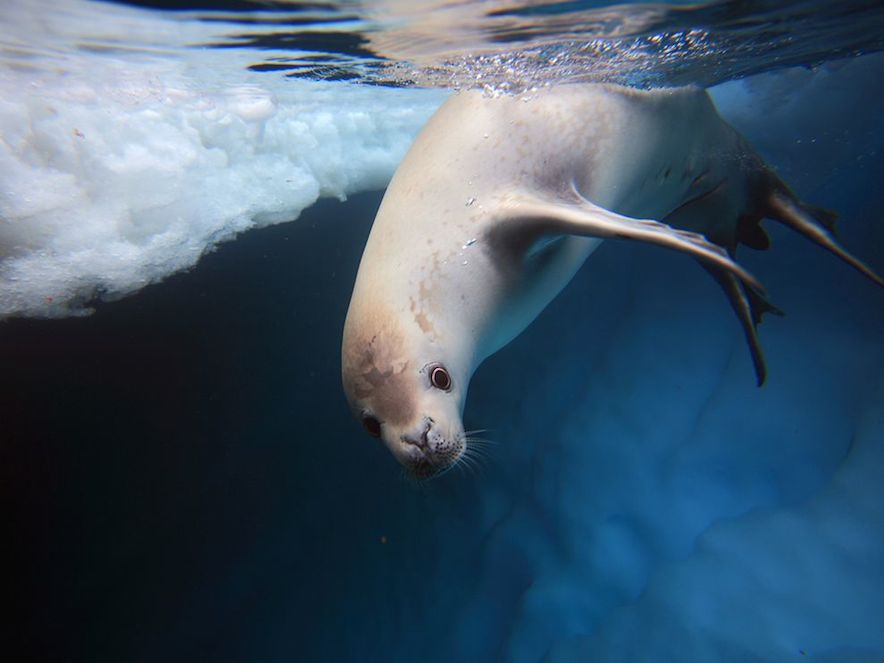 Beautiful-Crabeater-Seal-Underwater