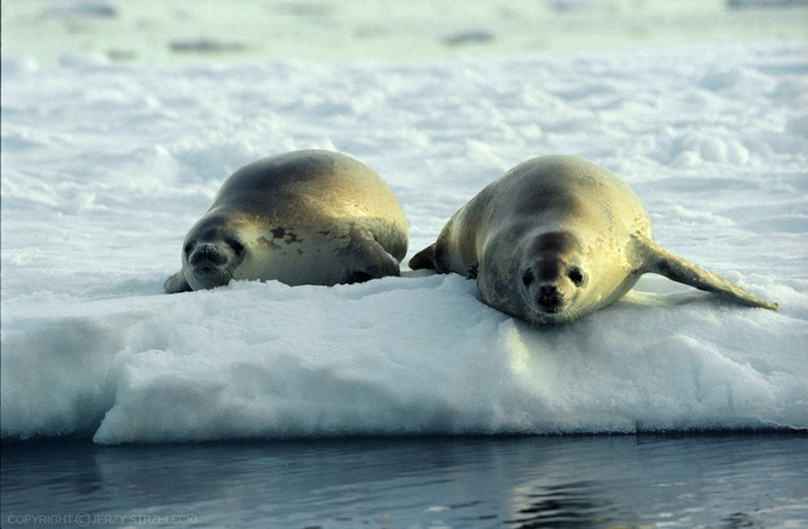 Black-Seal-Laying-on-Edge-Of-Ice