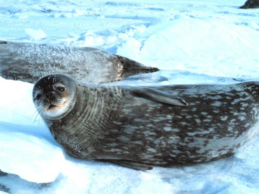 Lovely-Black-Seal