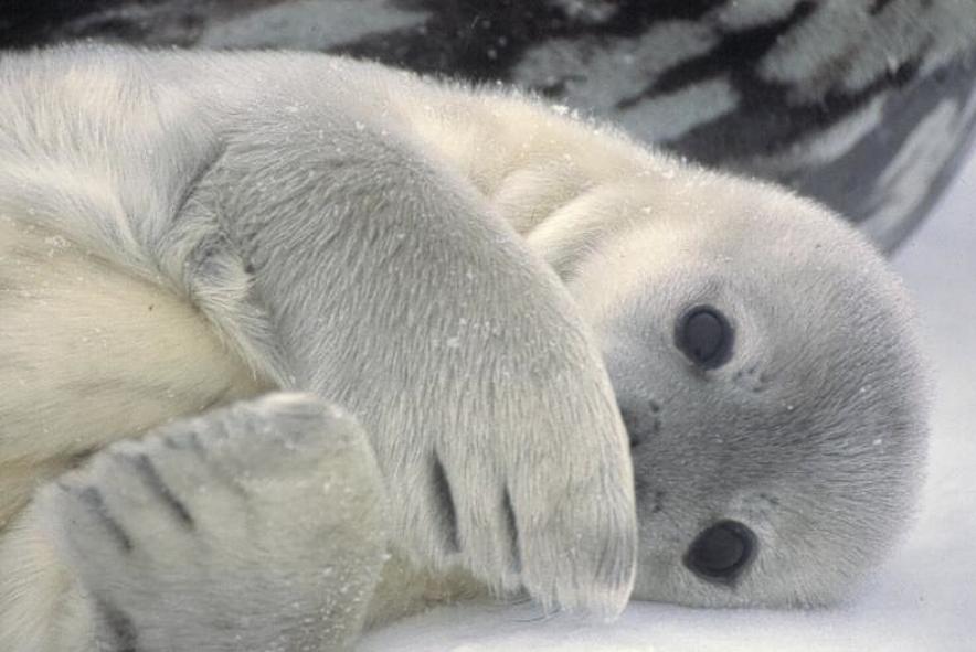 Magnificent-White-Seal