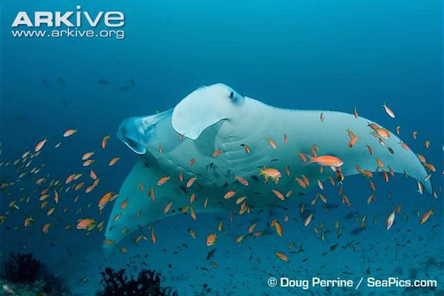 ARKive image GES132831 - Reef manta ray