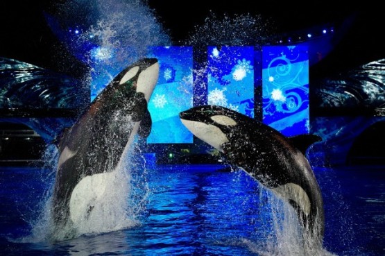 seaworld-2013-thrillgeek-dot-com1