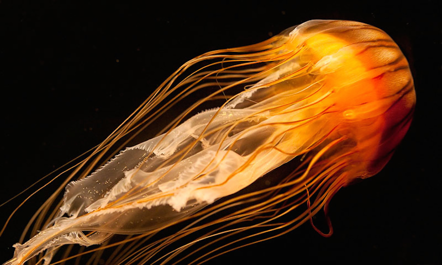 North Pacific Sea Nettle
