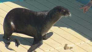 ziggy-the-seal