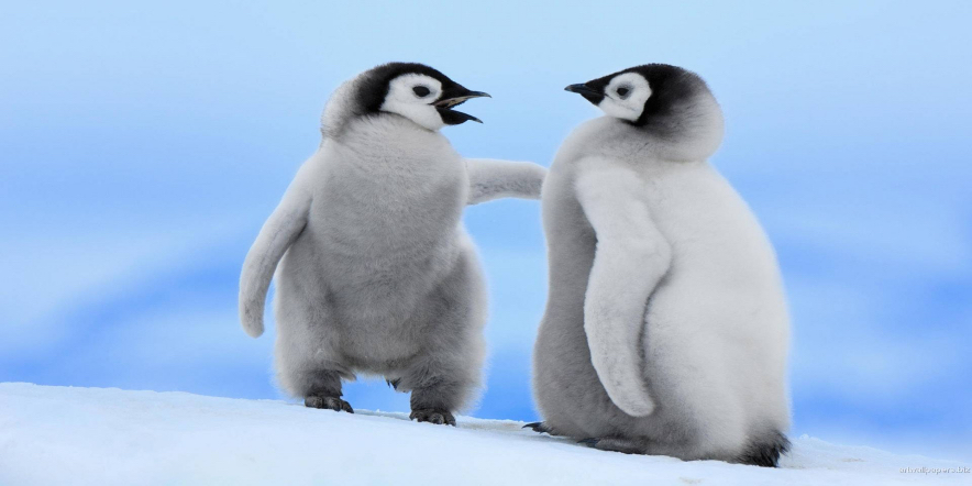 cute animals penguins