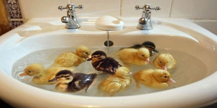 cute_tiny_animals_31