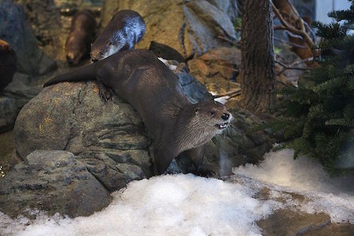 ottersnow5