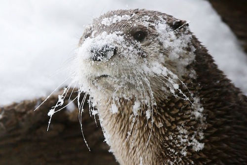 ottersnow6