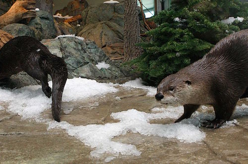 ottersnowday1