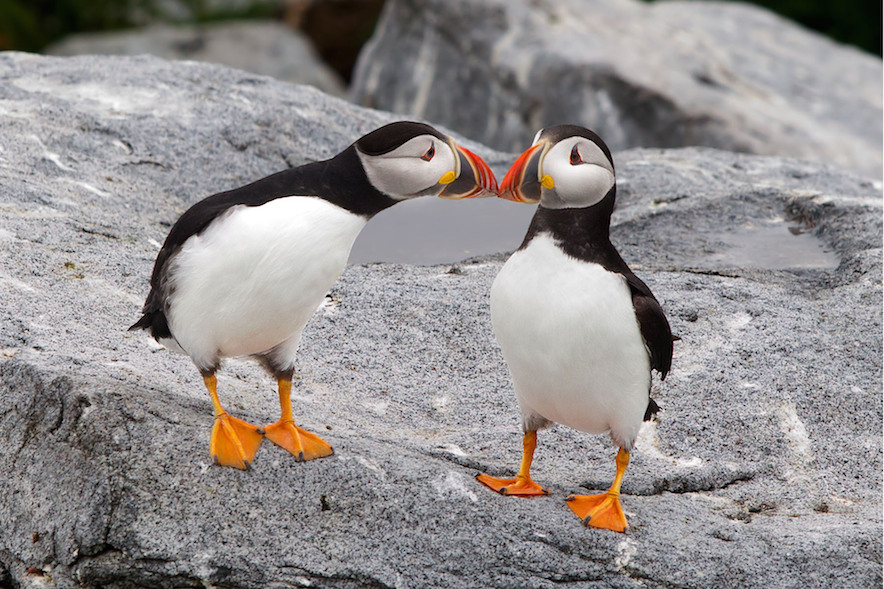6701_1r2013_07_09_puffins_kiss_1v3_web