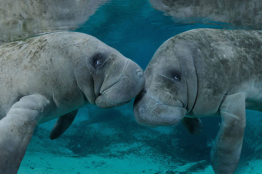 Kissing-manatees-in-Georgia