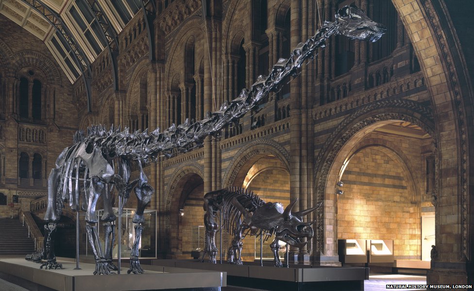 dippy