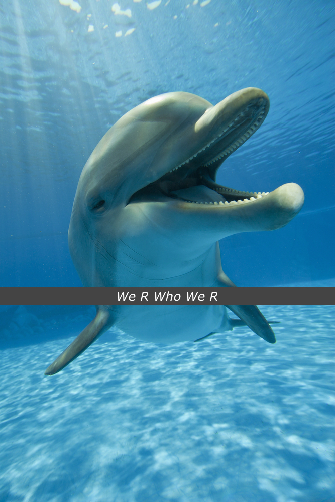 dolphin1