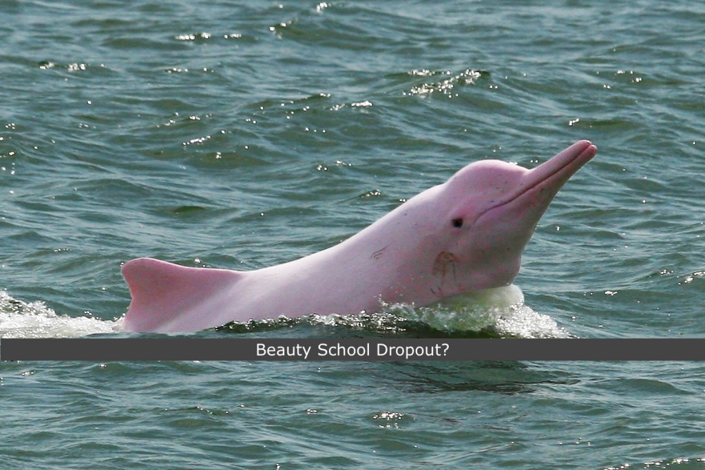 dolphin4
