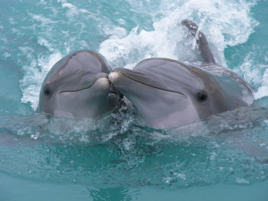 dolphins-kiss