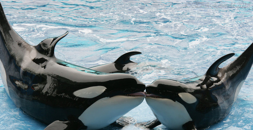 orca_kiss_by_earthemerald-d5uzmfy