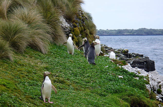 When Waitaha Move Out, Yellow-Eyed Penguins Move In