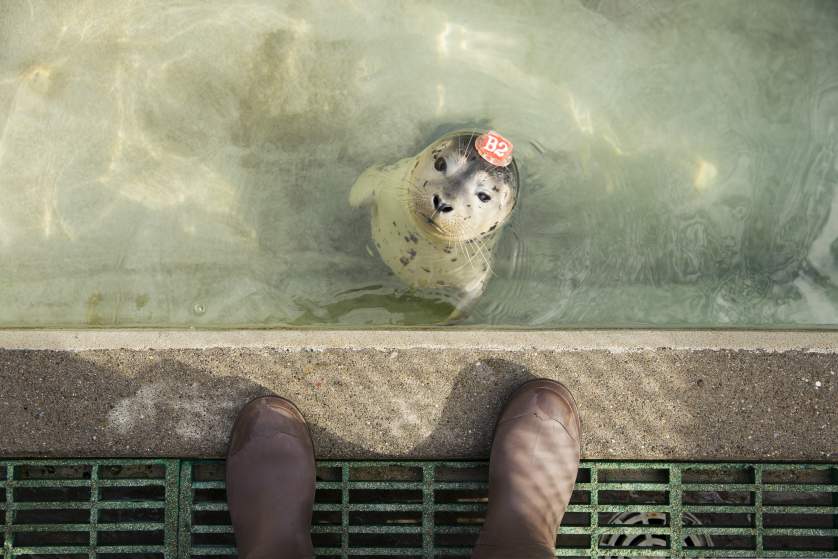 Marine Mammal Center in Marin County, California. Corey Arnold for TIME.