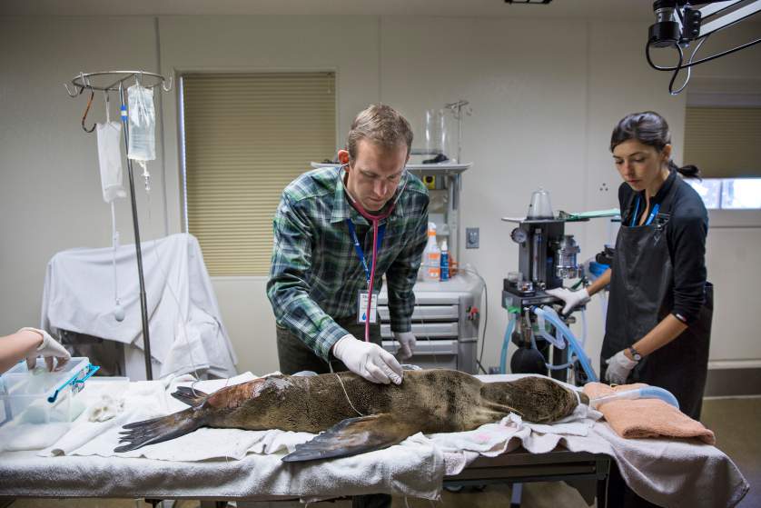 Marine Mammal Center in Marin County, California. Corey Arnold for TIME.