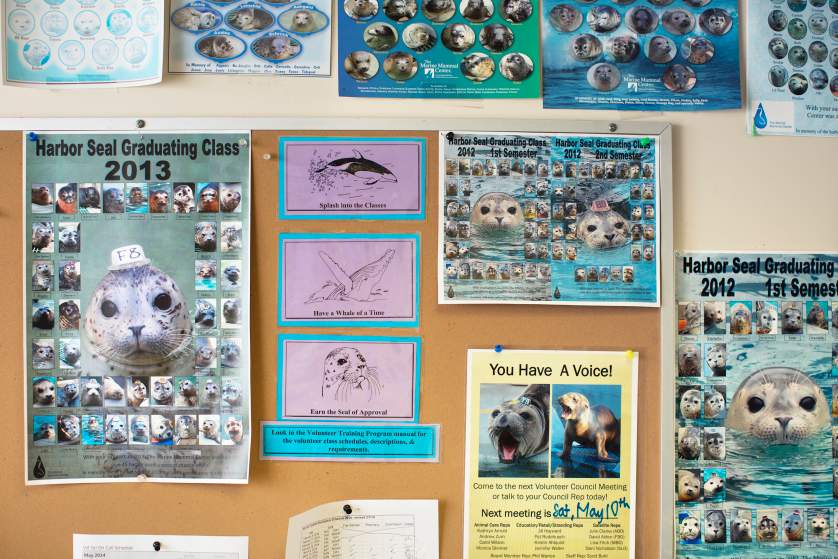 Marine Mammal Center in Marin County, California. Corey Arnold for TIME.