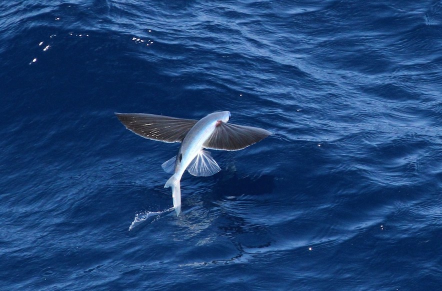 never guess how flying fish die