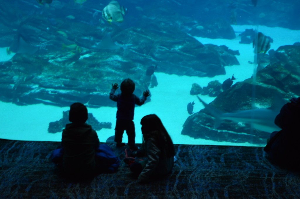 9 Awesome Things To See At The Aquarium