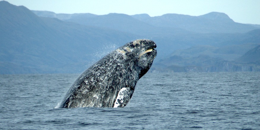 gray whale