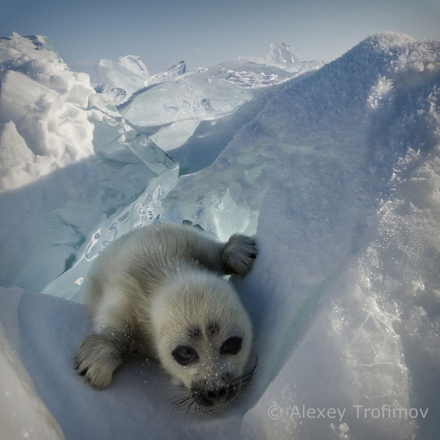 Cute-Baby-Seal-Photographed-By-Russian1__880
