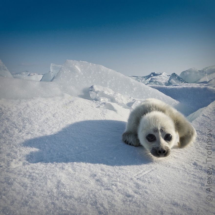 Cute-Baby-Seal-Photographed-By-Russian2__880