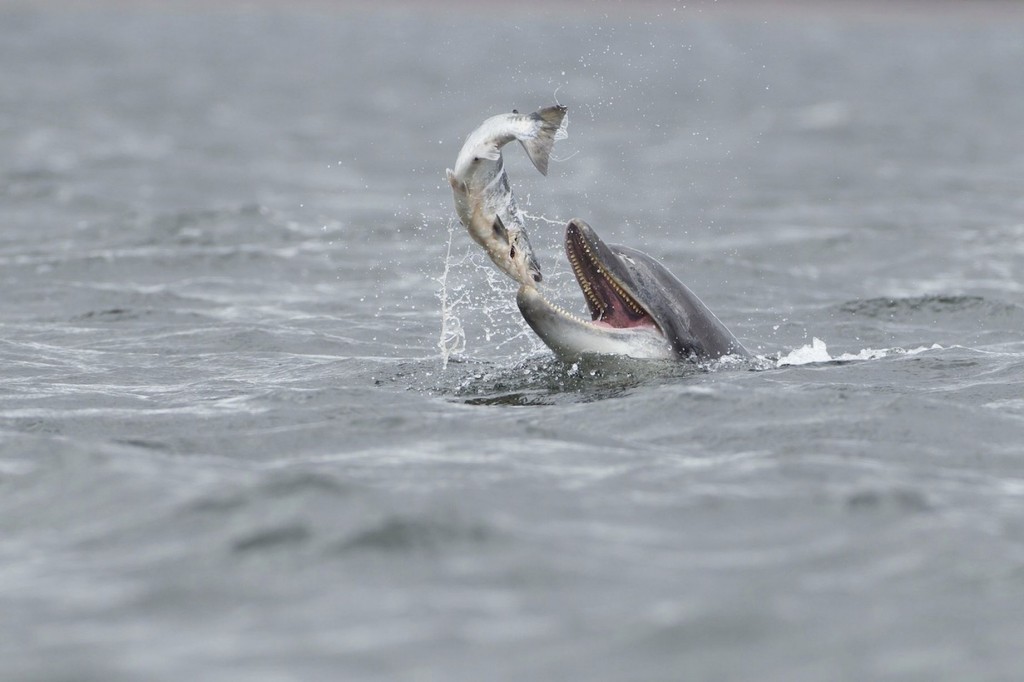dolphin picture