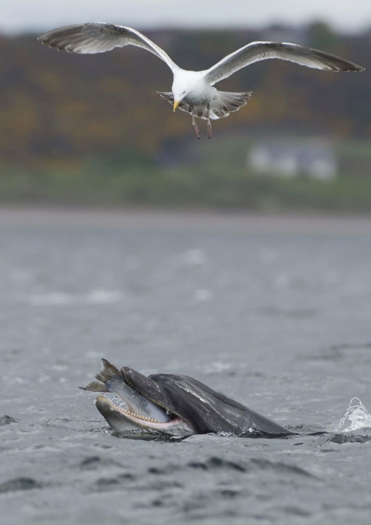 dolphin picture 1