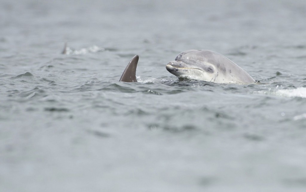 dolphin picture 3
