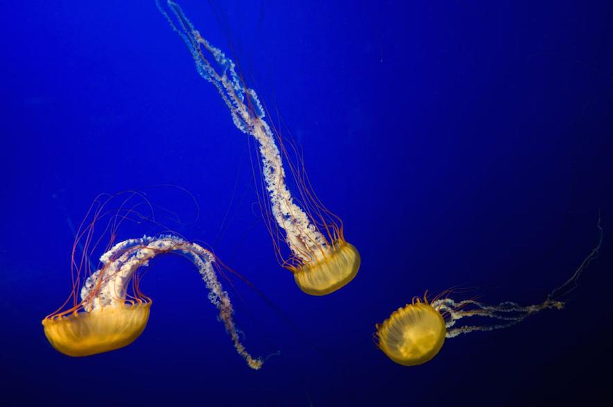 Discovery Jellyfish Put Themselves Back Together In A Very Cool Way