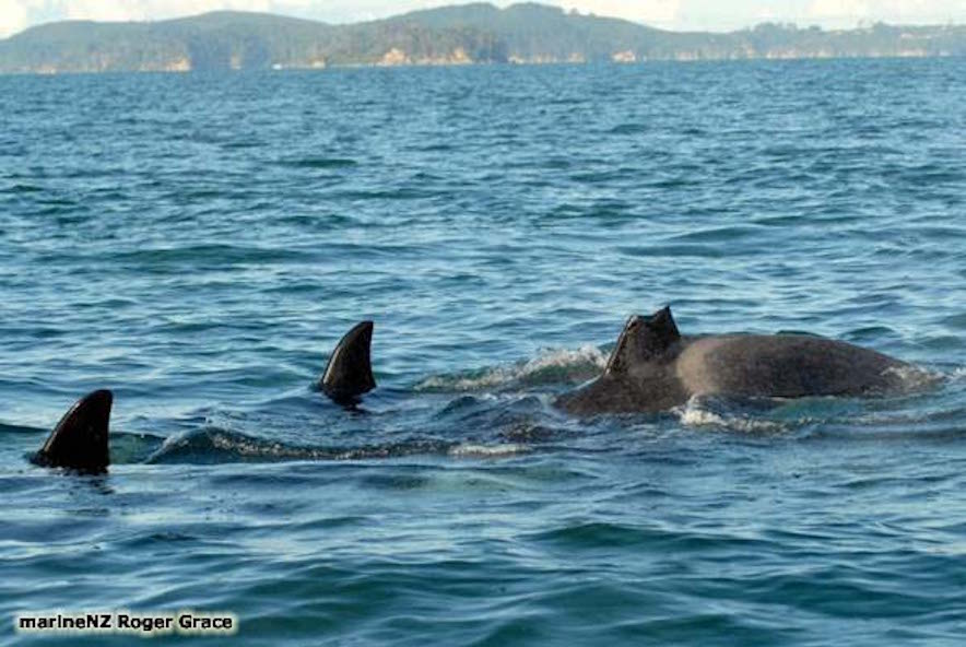 Missing dorsal fin from a boat strike in New Zealand / Photo by Roger Grace