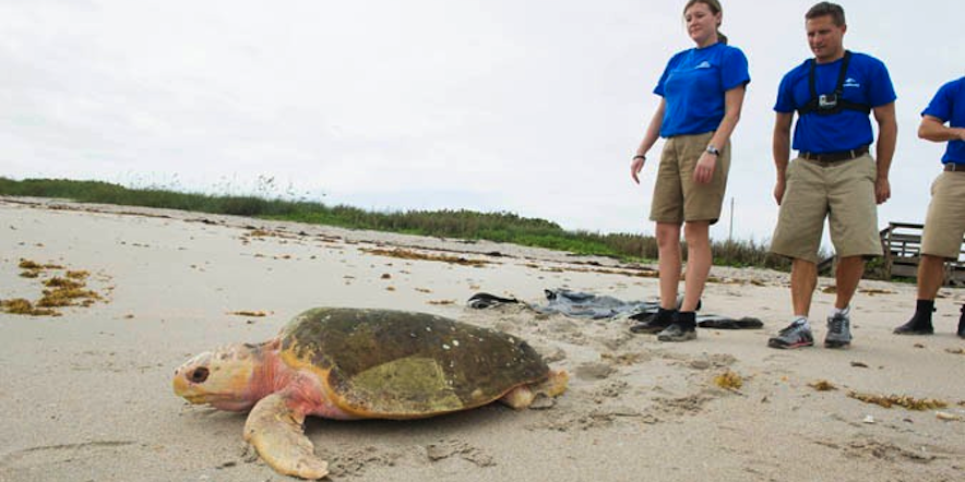 SeaWorld's Rescue Team Returns Another Sea Turtle To The Ocean