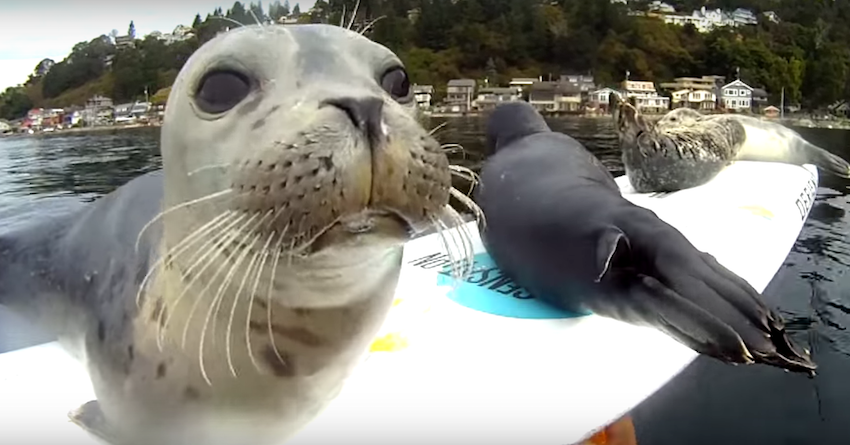 Slippery seal pup