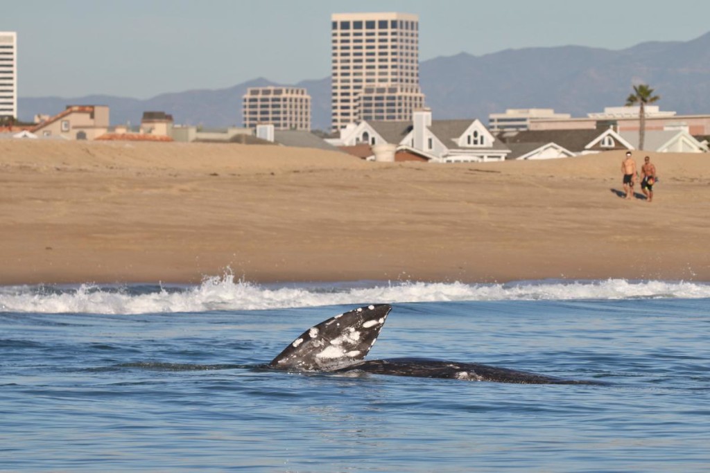 A gray whale spent time vacationing in Newport Beach Wednesday, rubbing up against the sand for a sea scrub and eating local cuisine.