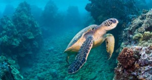 7 Things You Should Know About Sea Turtles - Awesome Ocean
