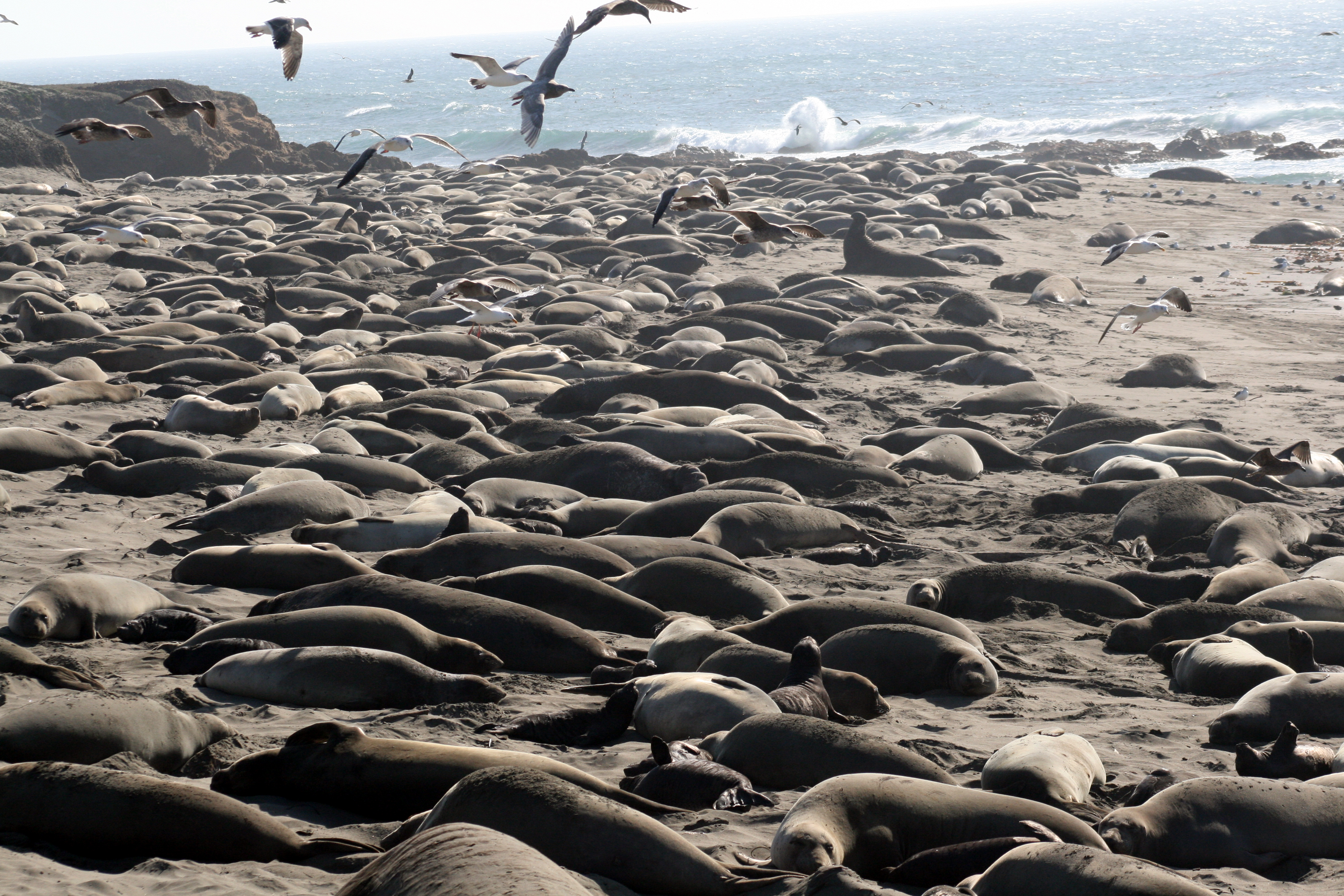 Breeding_colony_of_Mirounga_angustirostris