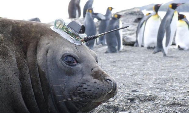 elephant seal