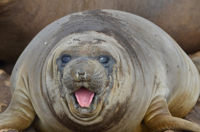 elephant seal