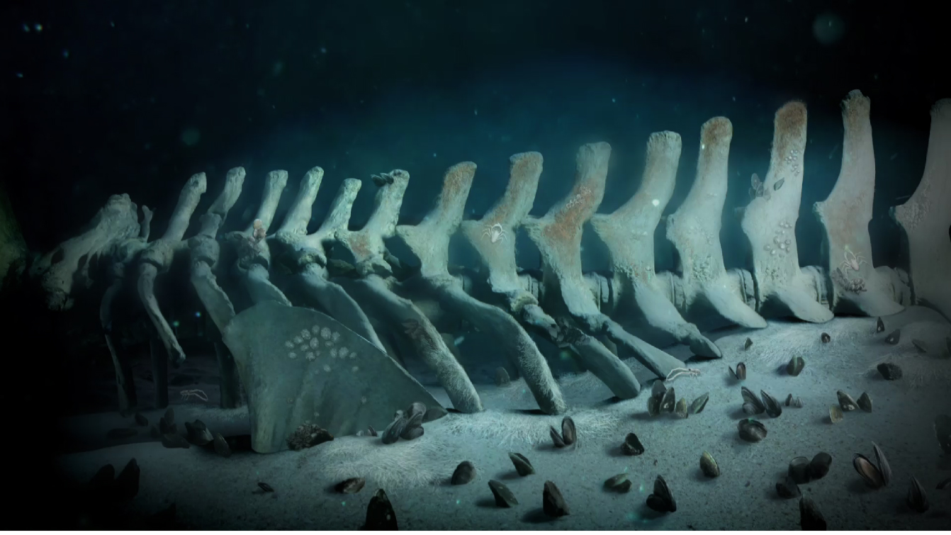 The Wonderful World of Whale Falls - Awesome Ocean