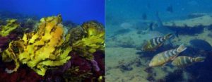 Before and after the heat wave. Image Credit: http://phys.org/news/2016-07-marine-heatwave-swathe-wa-undersea.html?utm_source=menu&utm_medium=link&utm_campaign=item-menu