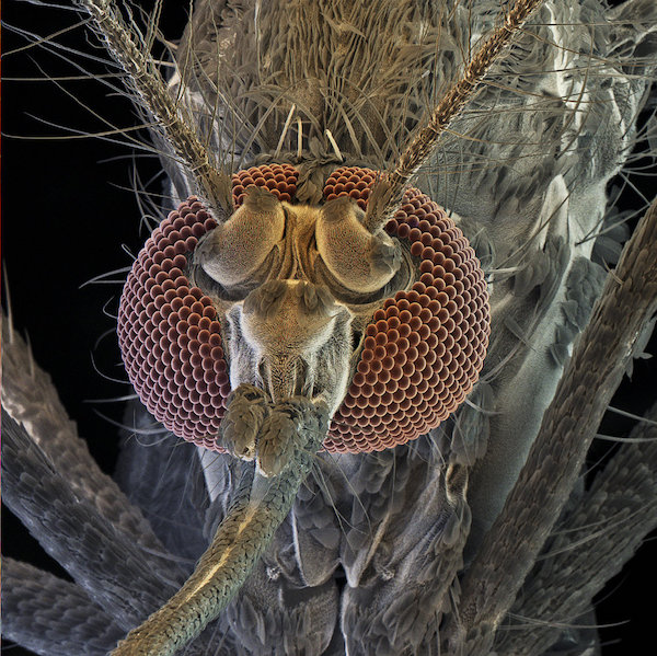 Prika Insect Zika: It’s Here to Stay