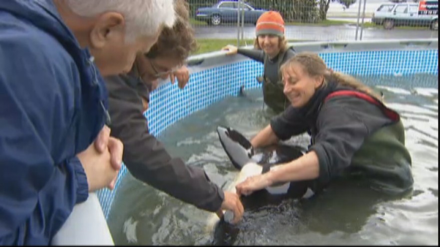 Ingrid Visser bob-the-lost-baby-orca-rests-in-pool-while-making-remarkable-rec.hashed.a0f22b0d.desktop.story.share