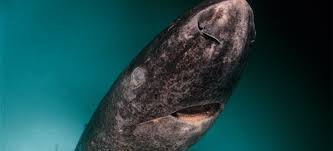These Sharks Go Slow, Breed Late, and Live for Hundreds of Years