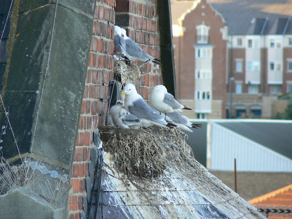 Nesting