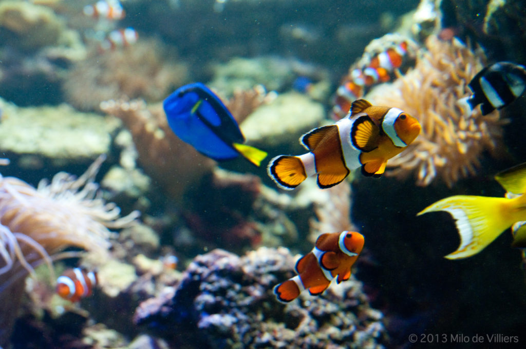 dory and nemo