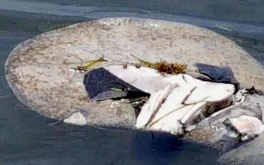 Manatee Injuries Miami Seaquarium Makes Room For Mauled Manatee